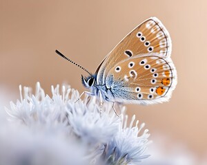 Fototapeta premium A delicate blue butterfly with orange spots rests on a cluster of soft, white flowers against a warm, blurred background