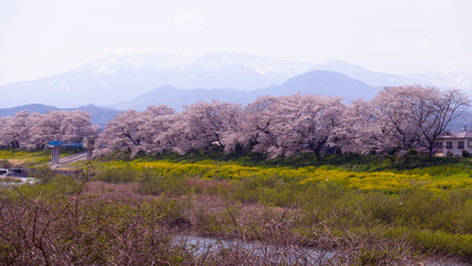 Cherry blossom hitome senbonzakura in spring at Japan, Sendai	