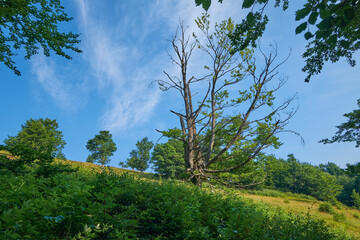 Obraz premium Summer landscape in the Carpathians. Bright green of wild grasses and trees
