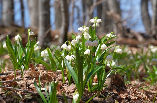 The first white flowers of Leucojum vernum in the morning spring forest - Powered by Adobe