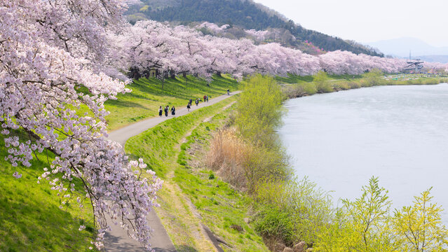 Sakura and cherry blossom in hitome senbonzakura, Sendai, Japan in spring season