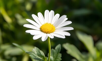 Fototapeta premium White daisy, garden bloom, sunny day, green background, nature photography