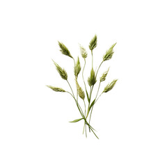Obraz premium Delicate Bouquet of Wild Grass Seeds On Transparent Background