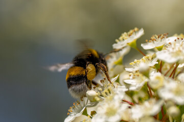 Bees collecting pollen from flowers
