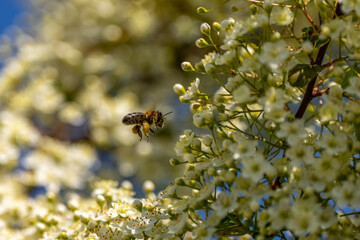 Bees collecting pollen from flowers