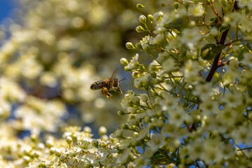 Bees collecting pollen from flowers