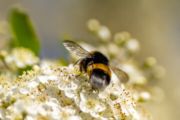 Bees collecting pollen from flowers