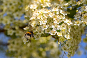 Bees collecting pollen from flowers