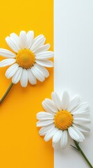 Obraz premium Bright white daisies with yellow centers placed on contrasting yellow and white background, vibrant floral composition for sp or summer themes
