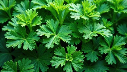 Delicate parsley leaf motif, repeating texture, organic, graphic, repeat