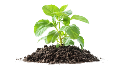 Tulsi Plant - Sacred Tulsi Plant for Religious or Medicinal Use Isolated on White Background