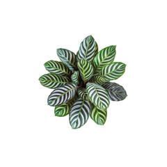 Overhead View of Calathea Ornata Plant with Striking White Stripes on Dark Green Leaves