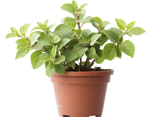Obraz premium Tulsi Plant - Sacred Tulsi Plant for Religious or Medicinal Use Isolated on White Background