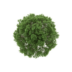 Fototapeta premium Aerial View of Lush Green Tree Canopy, Isolated On Transparent Background