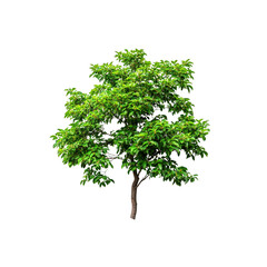 Lush Green Tree Isolated On Transparent Background - Perfect for Compositing