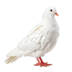 Obraz premium A perfect white stands peacefully, ideal for REBG 55 design use.