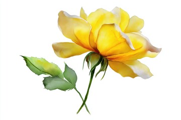 Vibrant Yellow Rose Flower with Soft Petals and Green Leaves on White Background