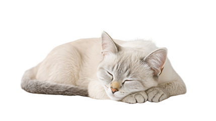 Rebg 121 template shows light gray cat peacefully sleeping on white background.