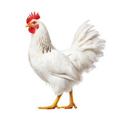 Fototapeta premium White chicken standing isolated on white background for REBG 151 use.