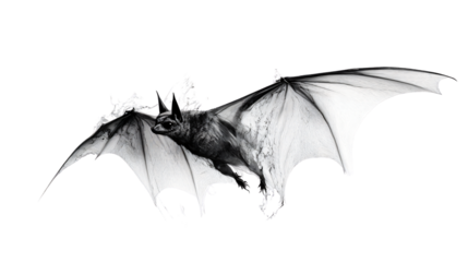 Majestic Bat Flying Silhouette on White Background for Halloween Designs