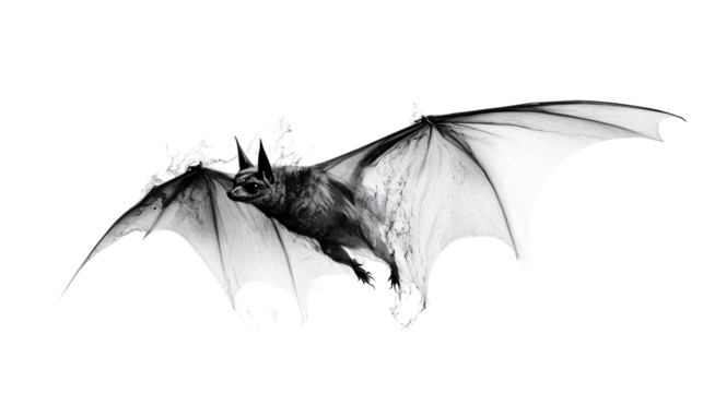 Majestic Bat Flying Silhouette on White Background for Halloween Designs
