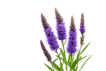 Fototapeta premium Stunning Purple Blooms in Nature's Embrace . White background PNG