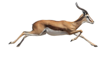 Majestic Springbok Antelope in Motion High-Resolution Wildlife Image