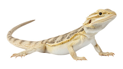 Obraz premium design element featu a bearded dragon reptile on white background