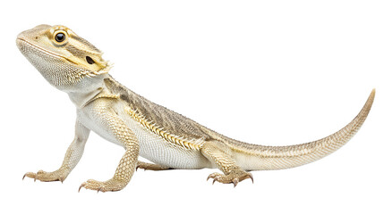 Obraz premium Full body shot of a central bearded dragon on a white background for design