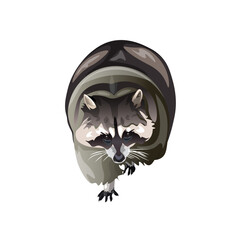 Fluffy raccoon walking in full length. Front view. Vector illustration isolated on white background