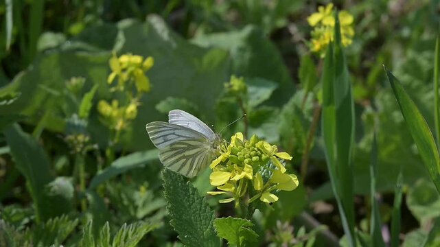 Green-Veined White butterfly (Pieris napi) disturbed by small parasitic wasps while feeding on Charlock (Sinapis arvensis) flowers. April, Kent, UK [Slow motion x10]
