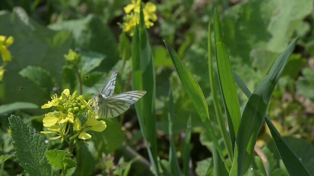 Green-Veined White butterfly (Pieris napi) feeding on Charlock (Sinapis arvensis) flowers before flying away. April, Kent, UK [Slow motion x10]