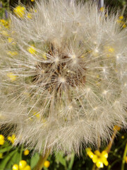 dandelion seed head