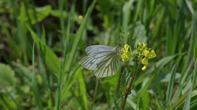 Green-Veined White butterfly (Pieris napi) feeding on Charlock (Sinapis arvensis) flowers before flying away. April, Kent, UK [Slow motion x10]