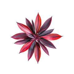 Vivid Red and Purple Cordyline Fruticosa Plant Top View On Transparent Background