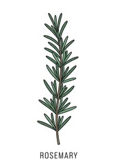 Fototapeta premium Rosemary Sprig Illustration Fresh Herb for Cooking and Wellness