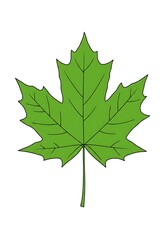Fototapeta premium Green Maple Leaf Illustration Isolated on White Background
