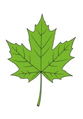 Green Leaf Illustration with Veins on White Background