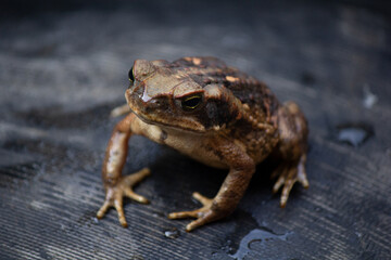 Brown Toad on Wet Surface