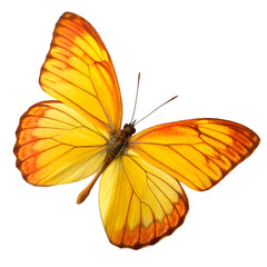 Golden butterfly isolated on transparent background
