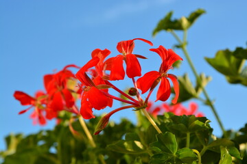 Blüten, Himmel, Natur, Sommer