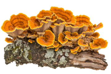 Close-up of vibrant orange fungi on tree trunk . White background PNG