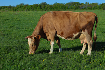 A large red cow with white spots on its legs and belly peacefully grazes in a lush green meadow under a clear blue sky. Its head is lowered to the ground as it nibbles on the fresh grass covering the 