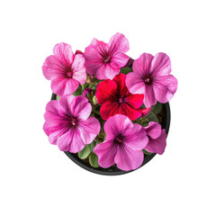 Vibrant Pink and Red Flowers in a Pot - Overhead View