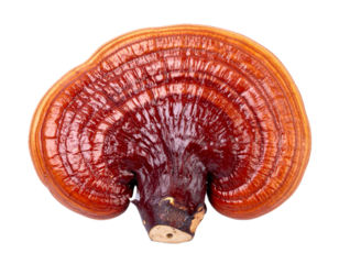 reishi mushroom isolated on white or transparent png