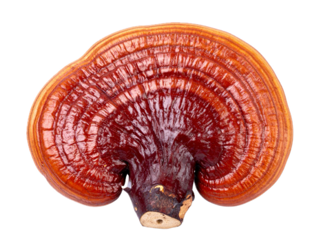 reishi mushroom isolated on white or transparent png