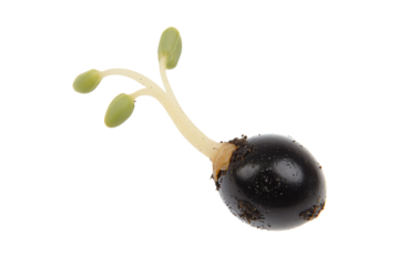 A single black seed with emerging green sprouts and small leaves.