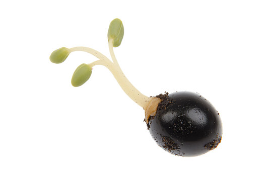 A single black seed with emerging green sprouts and small leaves.