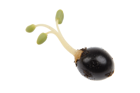 A single black seed with emerging green sprouts and small leaves.