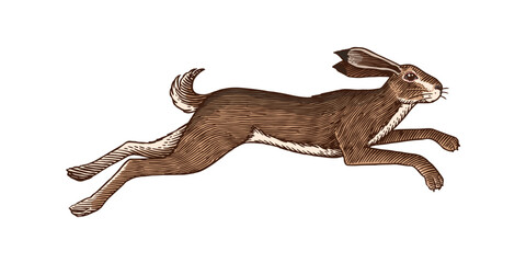 Hare or rabbit jumping. Wild animal running . Hand drawn or engraved sketch style traditional illustration, line work in ink for alcohol label